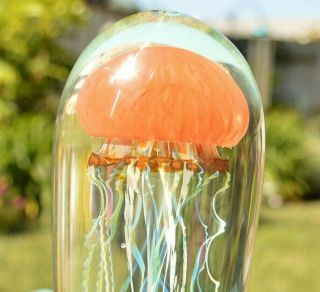 Satava Orange Pacific Coast Jellyfish Hand Crafted Glass 6 Inches Tall Signed