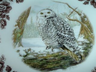 Spode Woodland Birds Of Prey Winter Snowy Owl Salad Plate 7 7/8 "