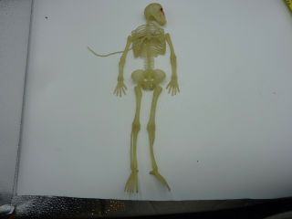 Vintage 12 " Rubber Skeleton Halloween Decoration Jiggler Monster Toy 12 Inches