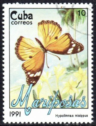 Carribean Butterflies Stock
