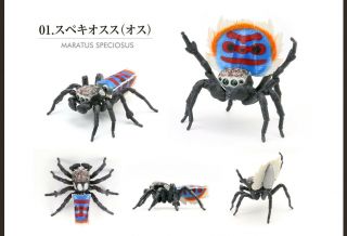 The Diversity Of Life On Earth Peacock Spider Bandai Gashapon Maratus Speciosus