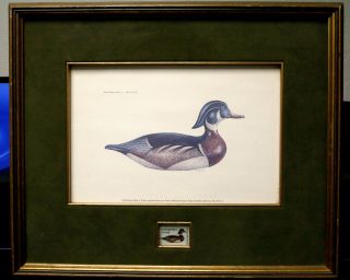 1974 Massachusetts - State Duck Stamp Print - First Of State With Stamp Framed