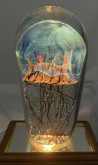 Richard Satava Moon Jellyfish Art Glass Sculpture Paperweight Sea Ocean 5.  25 "